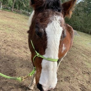 Meet your Posher, Isa joy